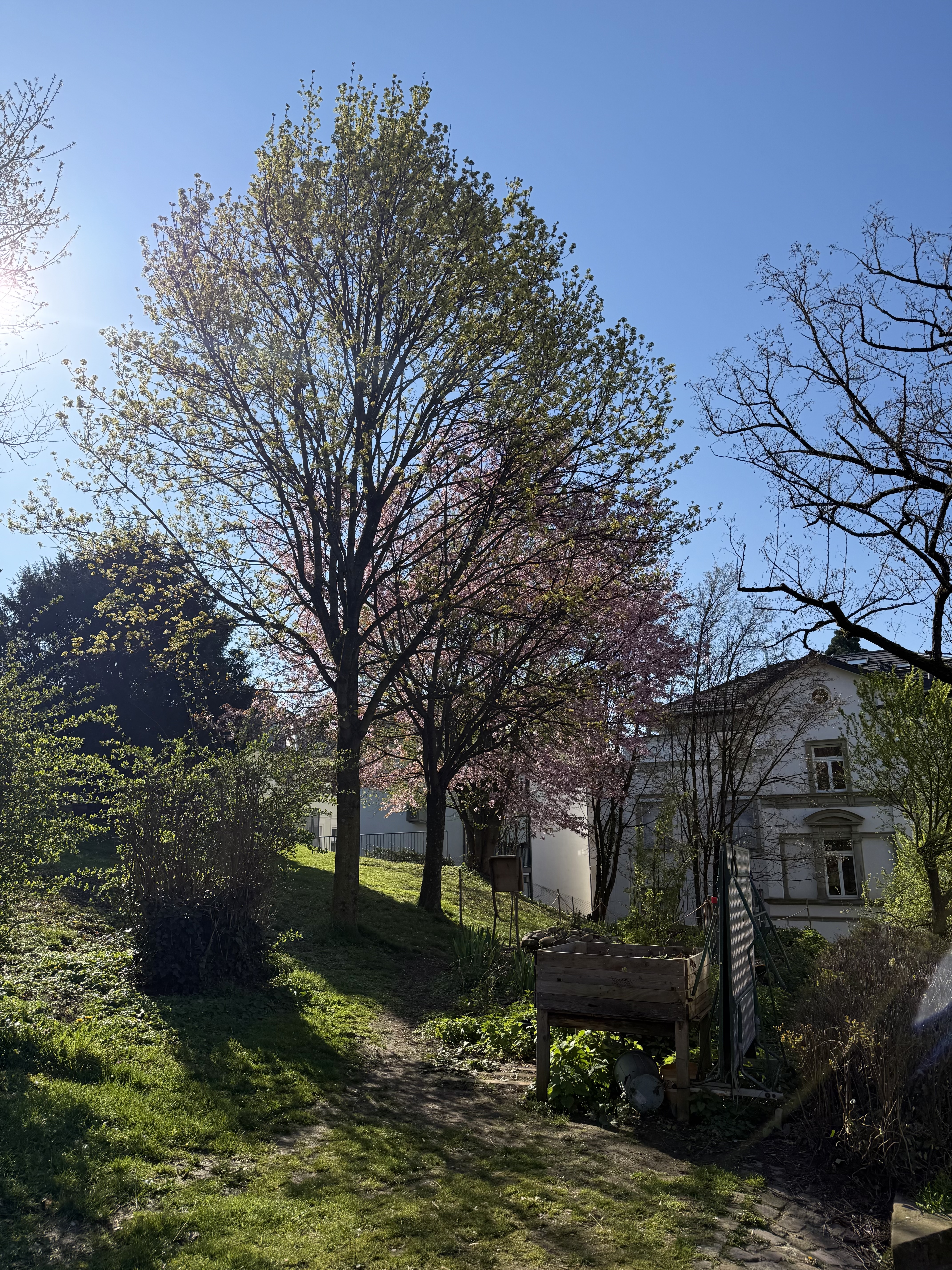 spring trees