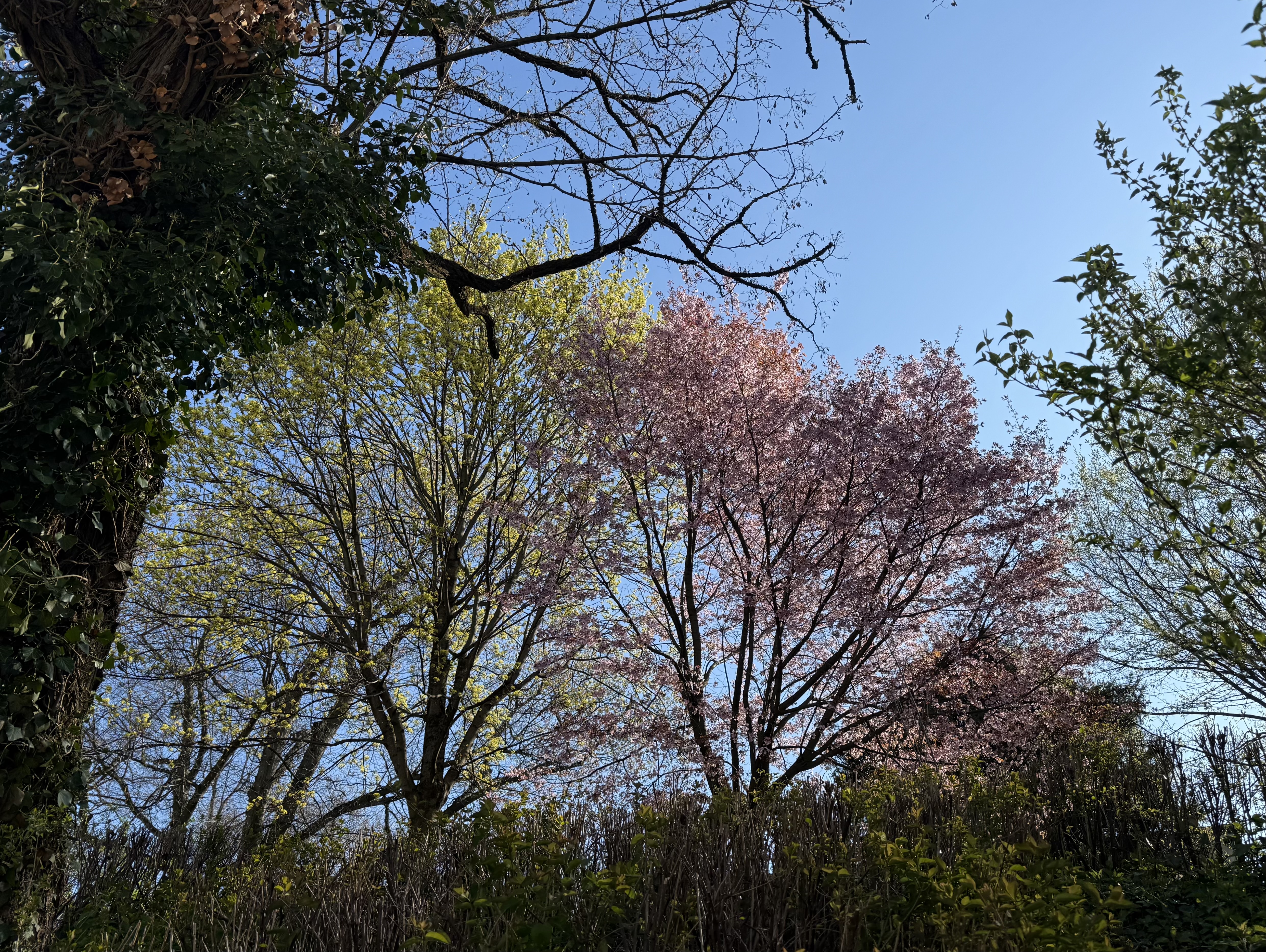 blooming spring trees