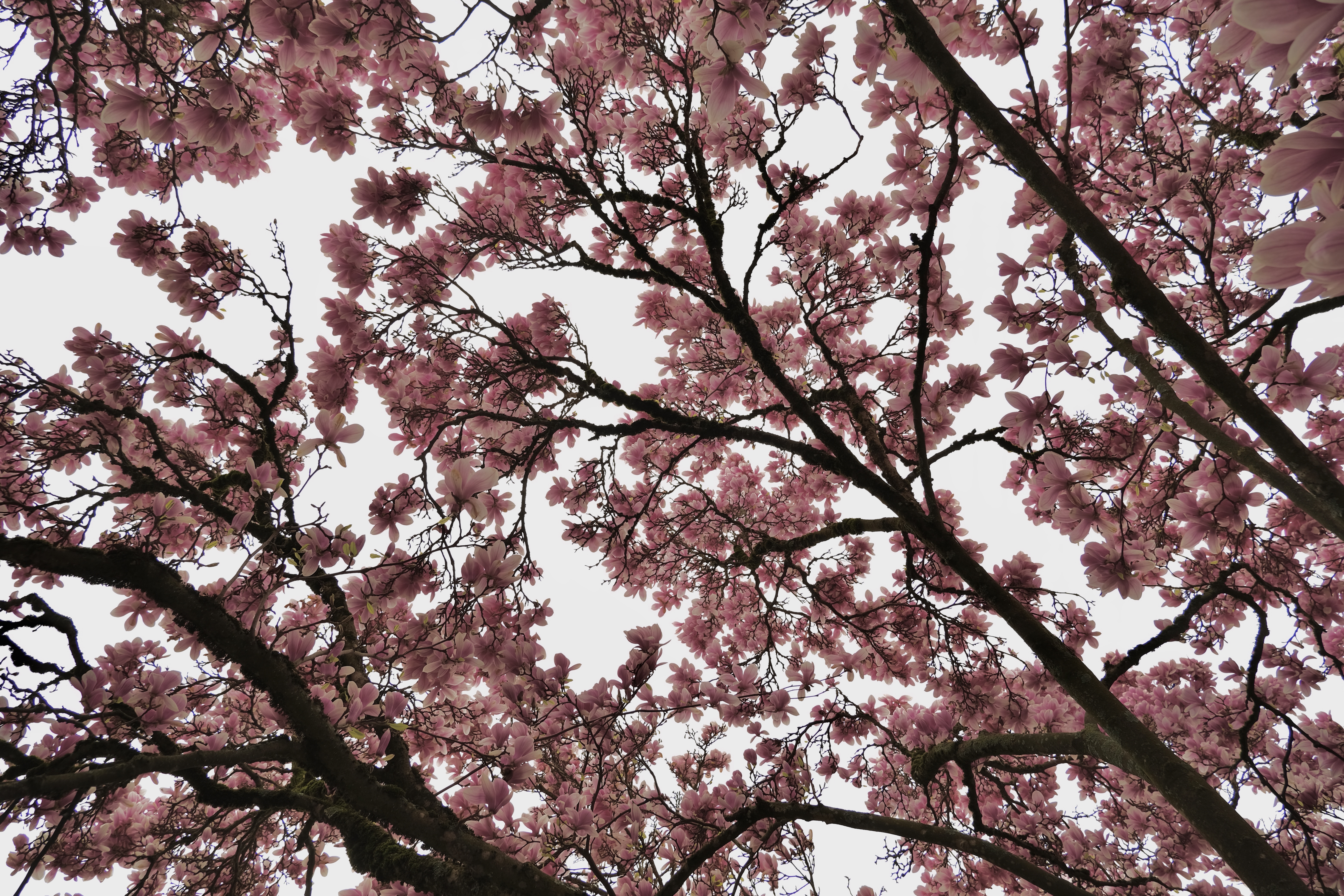 magnolia blooms