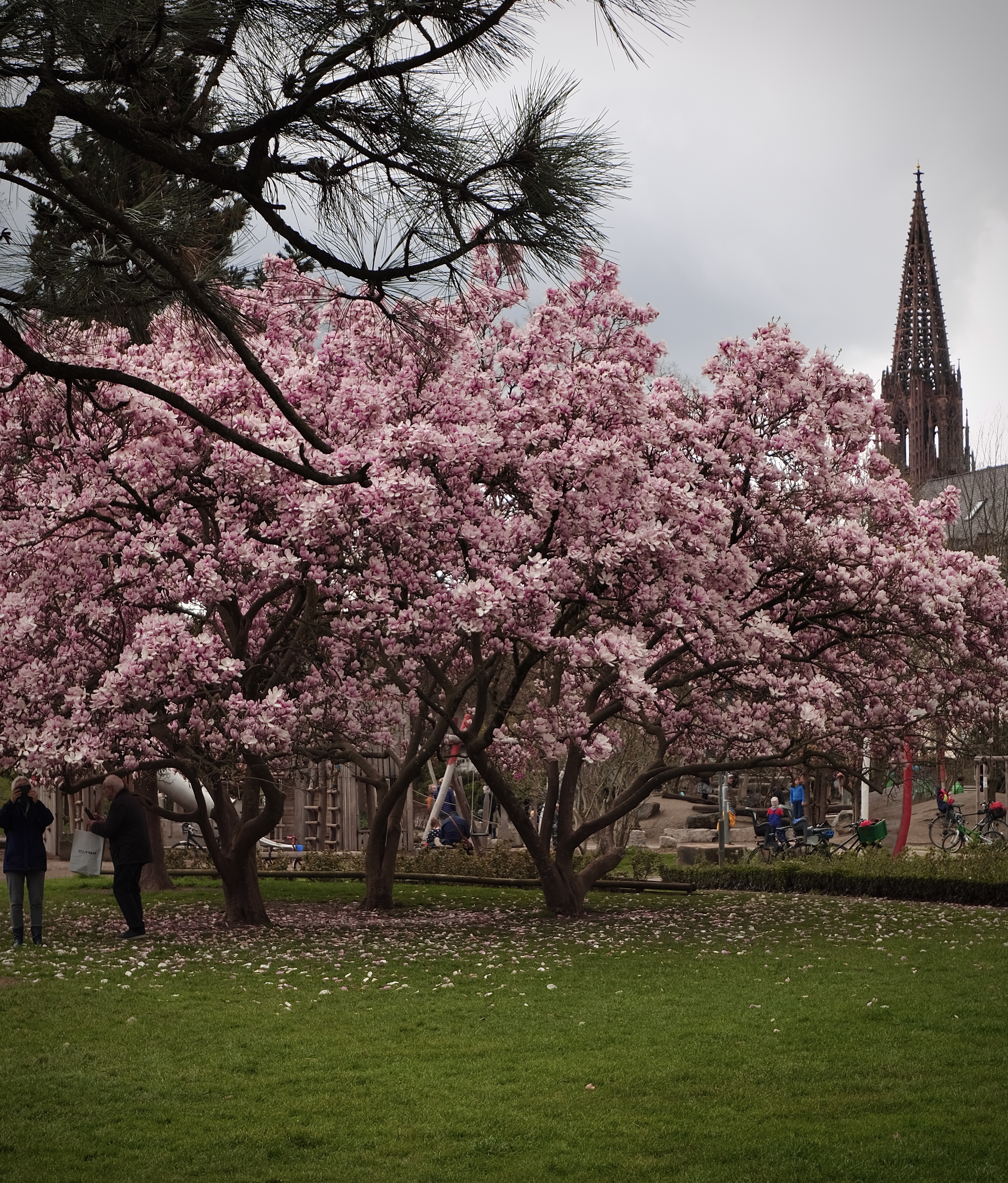 magnolia blooms