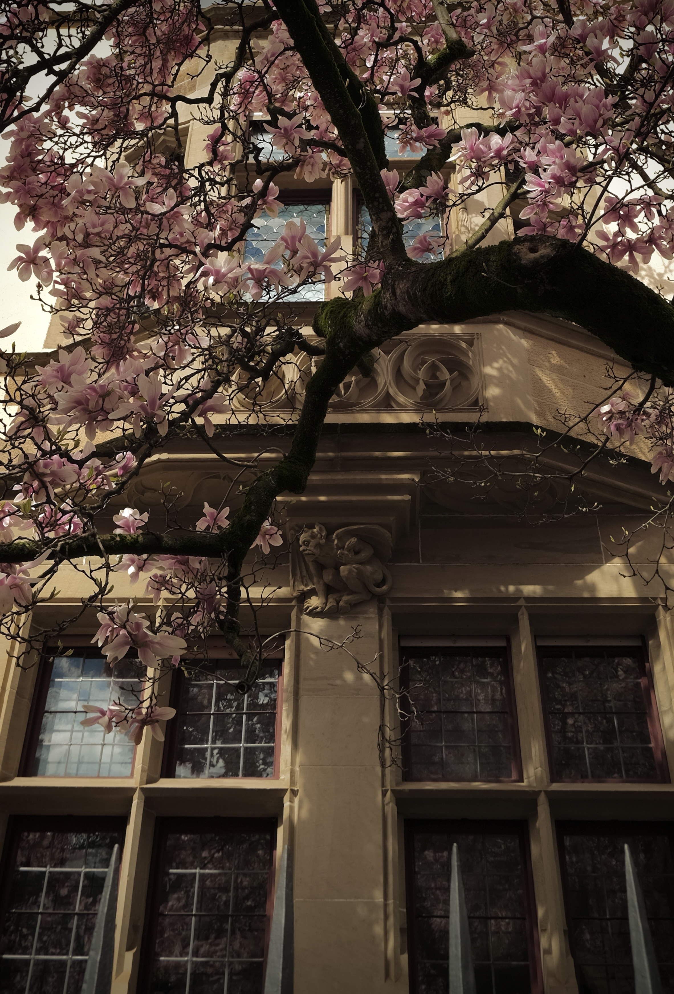 magnolia blooms