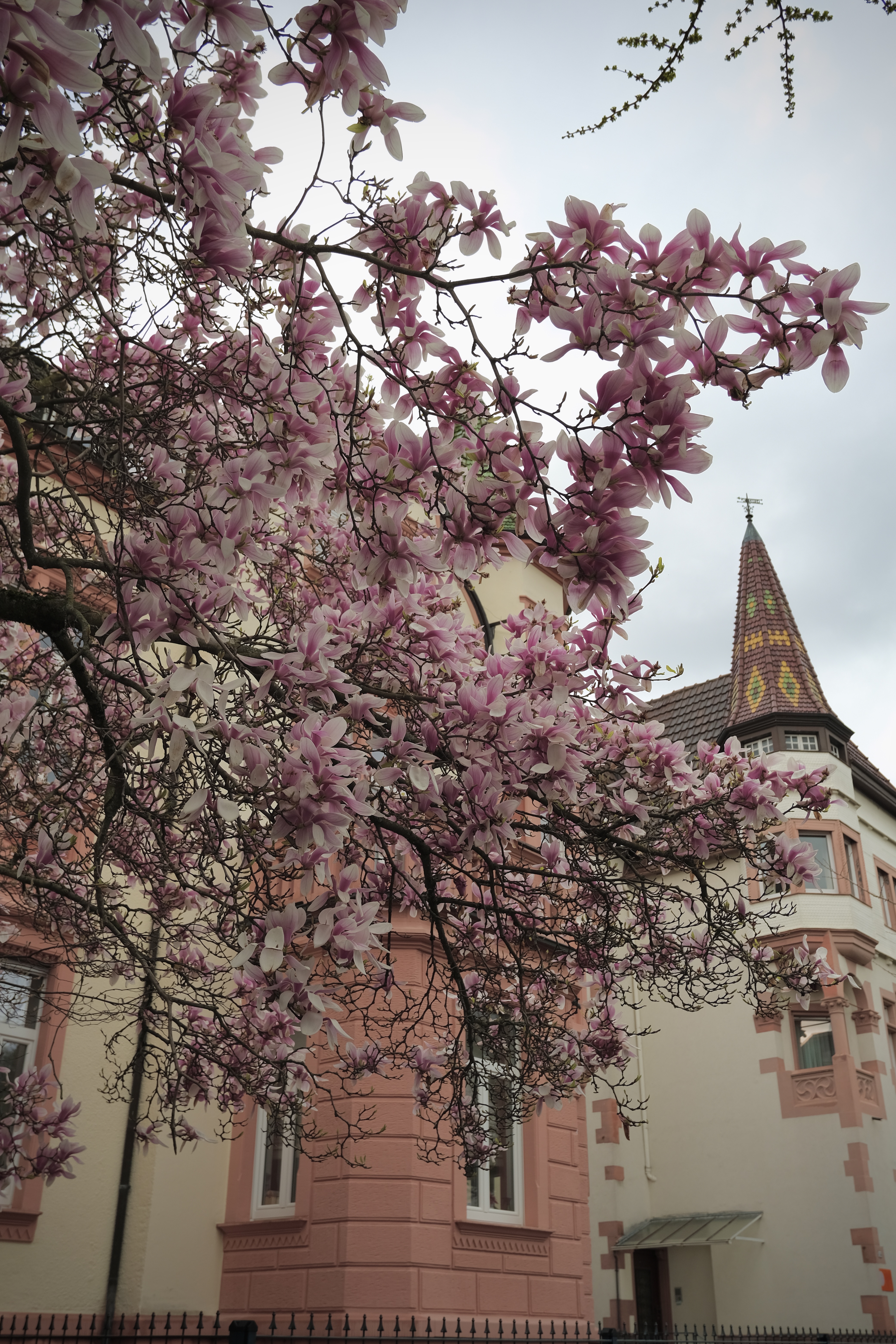 magnolia blooms