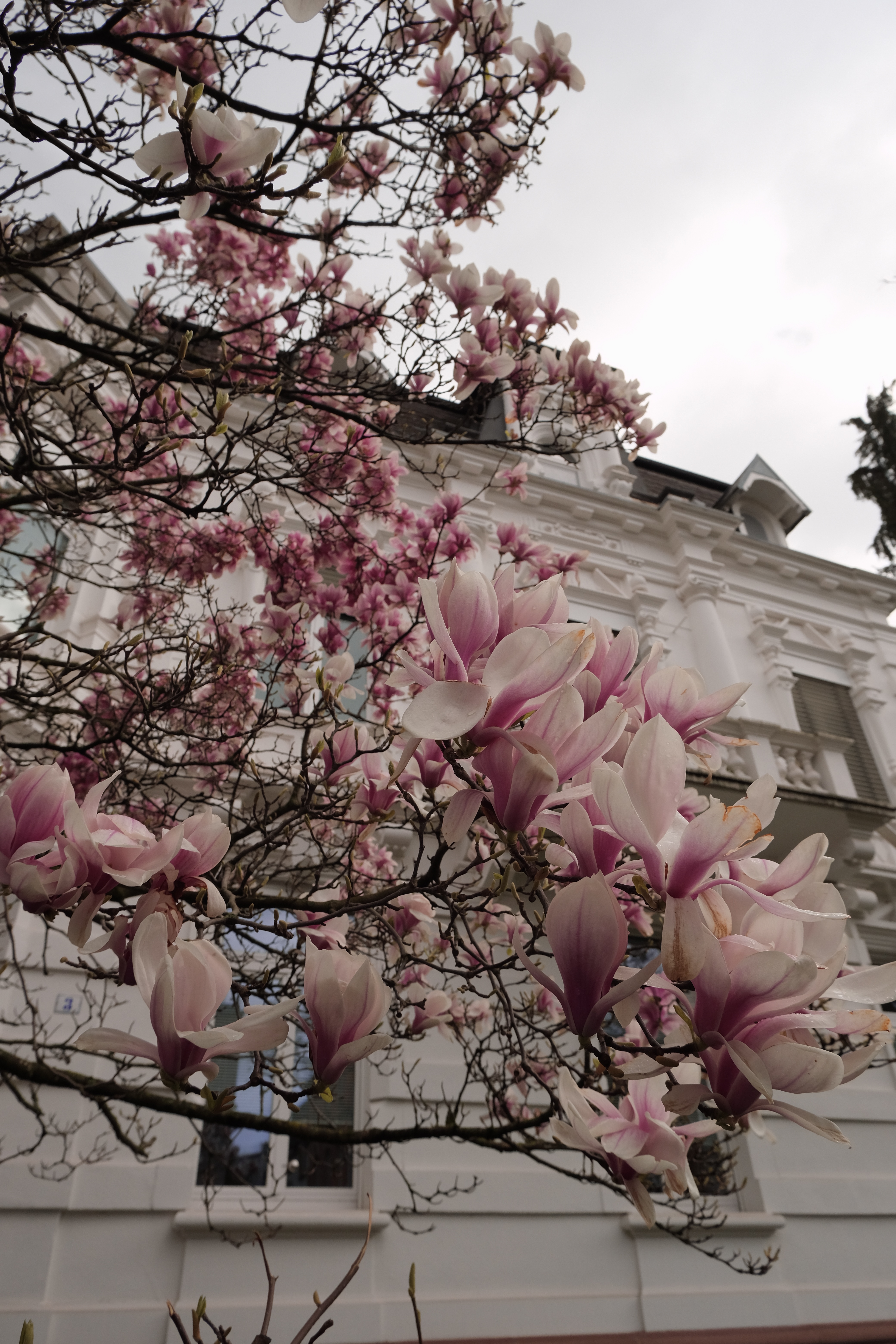 magnolia blooms